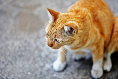 Sokaktaki Tayland Kedisi 