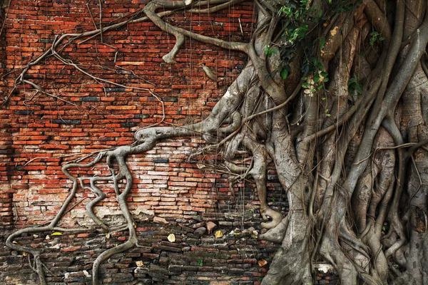 Banyan ağacı, Ayutthaya, Tayland kökleri büyüyen Wat Mahathat antik tuğla duvarı