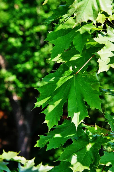 Ormanda yeşil akçaağaç yaprakları