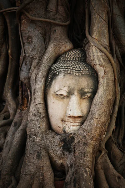 泰国Ayutthaya市Wat Mahathat树根中的古代佛像头像 — 图库照片