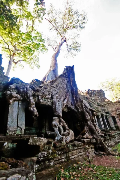 Ruin Temple Preah Khan Khmer Royal Sword Roots Sycamore Trees — Foto de Stock