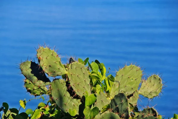 Cactus Con Fondo Marino Montaña Khao Takiab También Conocida Como Imagen de archivo