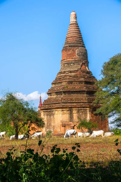 Bagan — Stock fotografie