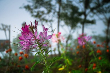 Cleome hassleriana