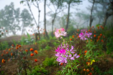 Cleome hassleriana