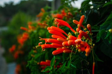 Mucuna bennettii