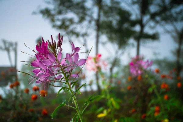 Cleome hassleriana — Stok fotoğraf