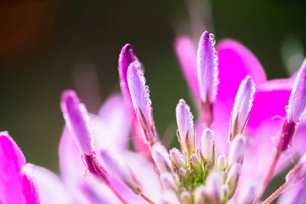 Cleome hassleriana — Stok fotoğraf