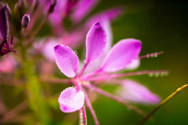 Cleome hassleriana — Stok fotoğraf