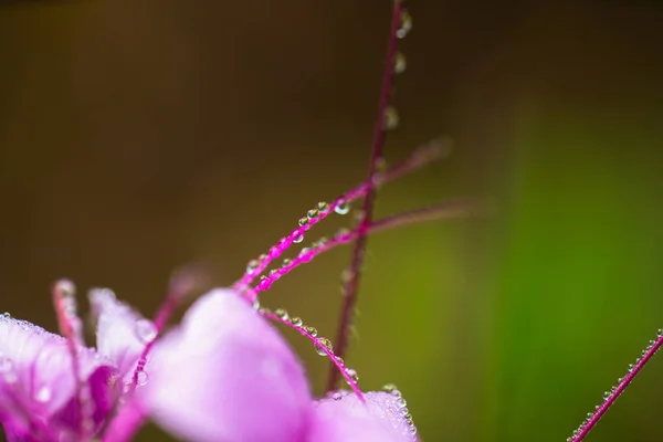 Cleome hassleriana — Stok fotoğraf