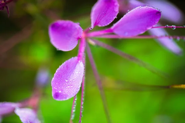 Cleome hassleriana — Stok fotoğraf