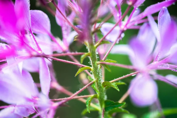 Cleome hassleriana — Stockfoto