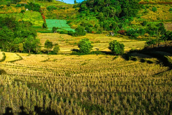 Paisagem agrícola — Fotografia de Stock