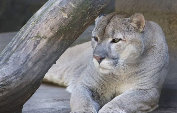 Cougar büyük concantrate ile bakıyor