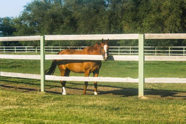 safkan İngiliz atları çayırda otlatmak