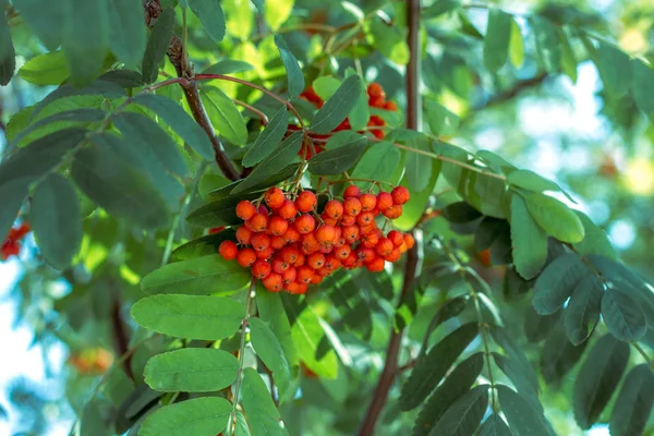 Yeşil Bir Ağaç Üzerinde Güzel Kırmızı Meyveleri — Stok fotoğraf