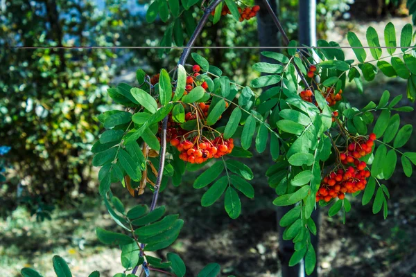 Yeşil Bir Ağaç Üzerinde Güzel Kırmızı Meyveleri — Stok fotoğraf