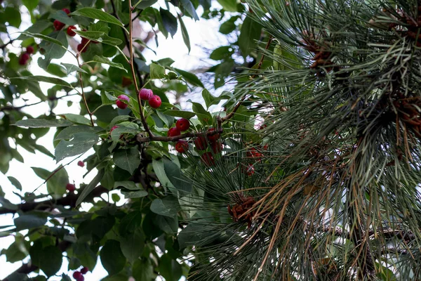 Yeşil Bir Ağaç Üzerinde Güzel Kırmızı Meyveleri — Stok fotoğraf