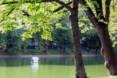 Yeşil sakin göl ve kıyıda bir ağaç.