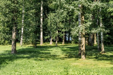 Güneşli bir günde yeşil orman