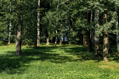 Güneşli bir günde yeşil orman