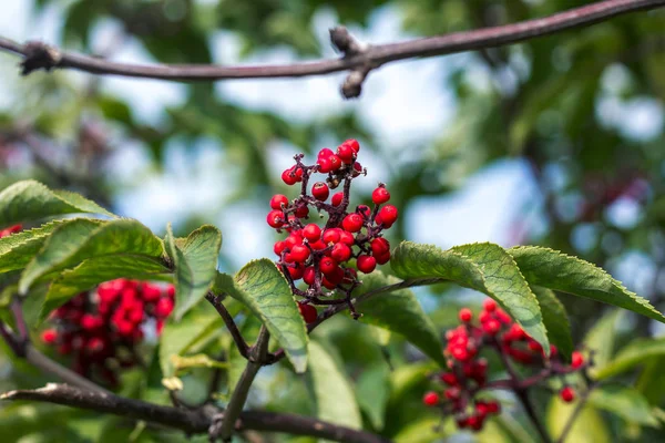 Ağaçların Yeşilinde Kırmızı Çalı Çırpı — Stok fotoğraf