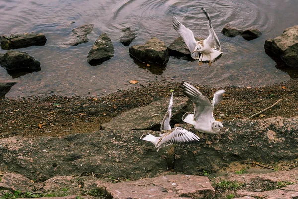 Fåglar Som Flyger Över Sjön — Stockfoto