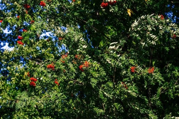Rote Eberesche Grün Der Bäume — Stockfoto