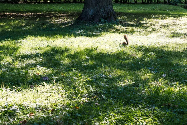 Rode Eekhoorn Knabbelt Een Moer Een Groene Weide — Stockfoto