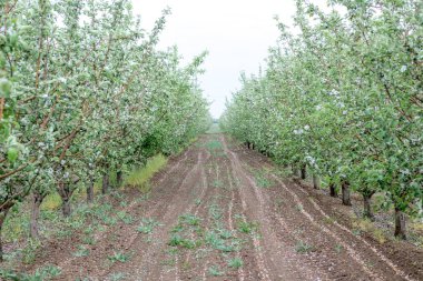 Çiçekli bir bahar bahçesinde yürüyüş yolu