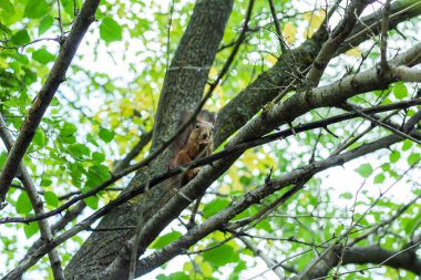 kırmızı sincap ladin dallarında