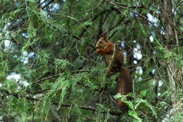 Rotes Eichhörnchen Fichtenzweigen — Stockfoto