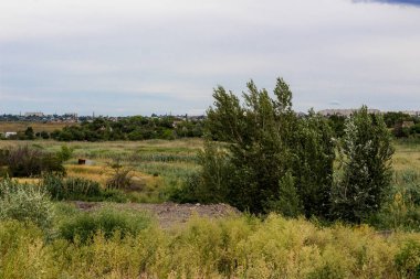 Sarı-yeşil bozkırda yetişen ağaç