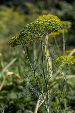 yeşil ve sarı dereotu şemsiyeleri
