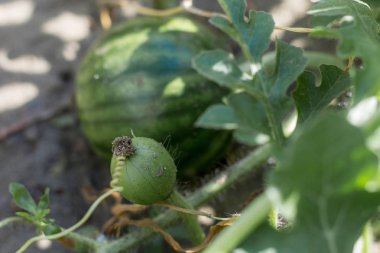 Bahçedeki küçük karpuz