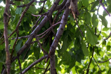 yeşilliğin arka planında kuru ağaç dalı
