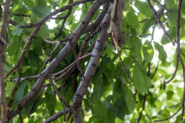 yeşilliğin arka planında kuru ağaç dalı
