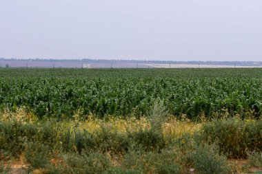 Yeşil yapraklı mısır tarlası