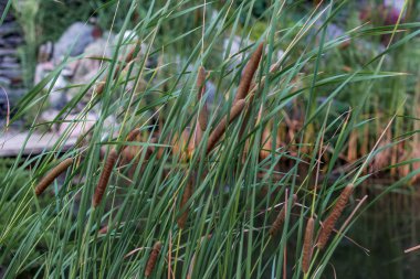 Yapay taştan bir tepenin arkasında sazlıklar var.