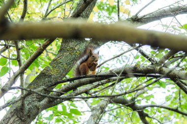Kırmızı sincap ağaç dalını kemiriyor.