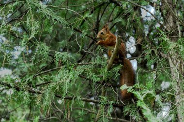 Kırmızı sincap ağaç dalını kemiriyor.
