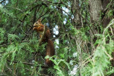 Kırmızı sincap ağaç dalını kemiriyor.
