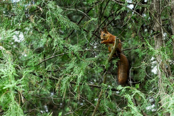 Κόκκινος Σκίουρος Δαγκώνει Καρύδια Ένα Κλαδί Δέντρου — Φωτογραφία Αρχείου
