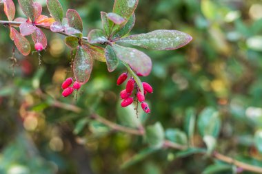 Bir dalda kırmızı böğürtlen