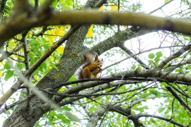 Kırmızı sincap ağaç dalını kemiriyor.
