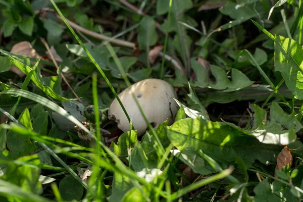 Small Mushroom Green Grass — Stock Photo, Image