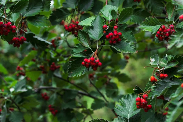 Kırmızı Rowan Meyveleri Ağaçta — Stok fotoğraf