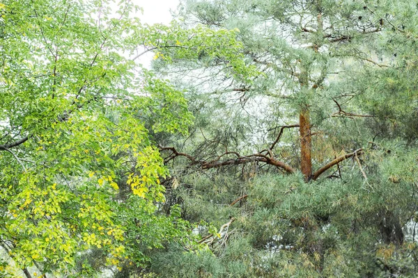 Wald Von Bäumen Mit Grünen Blättern — Stockfoto