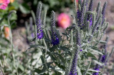 Yazın çiçek açan leylak çiçekleri.