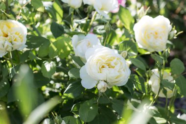 Bahçede beyaz ve pembe çiçek açan güller